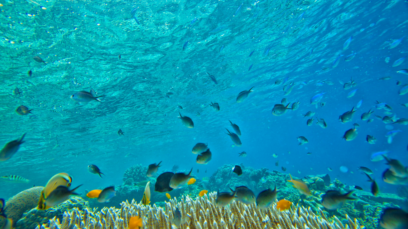 Fish swimming in the crystal clear, blue ocean